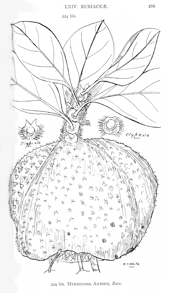 Rubiaceae Myrmecodia antonii
