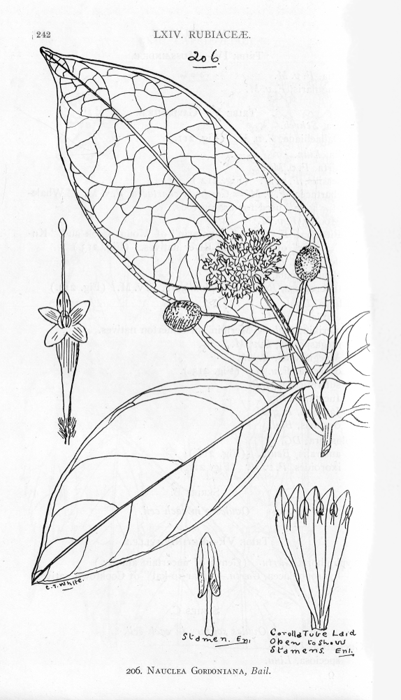 Rubiaceae Nauclea gordoniana