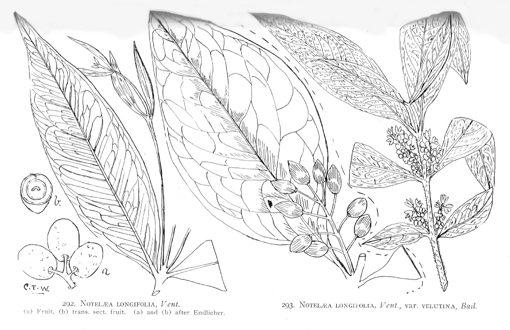 Oleaceae Notelaea longifolia