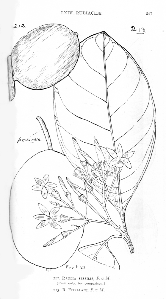 Rubiaceae Randia fitzalani