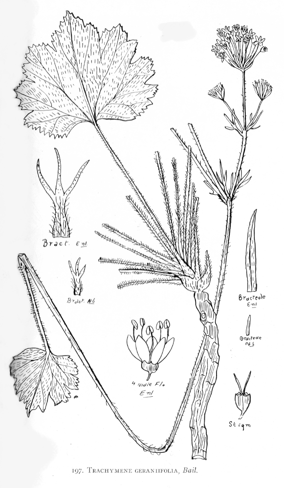 Araliaceae Trachymene geraniifolia
