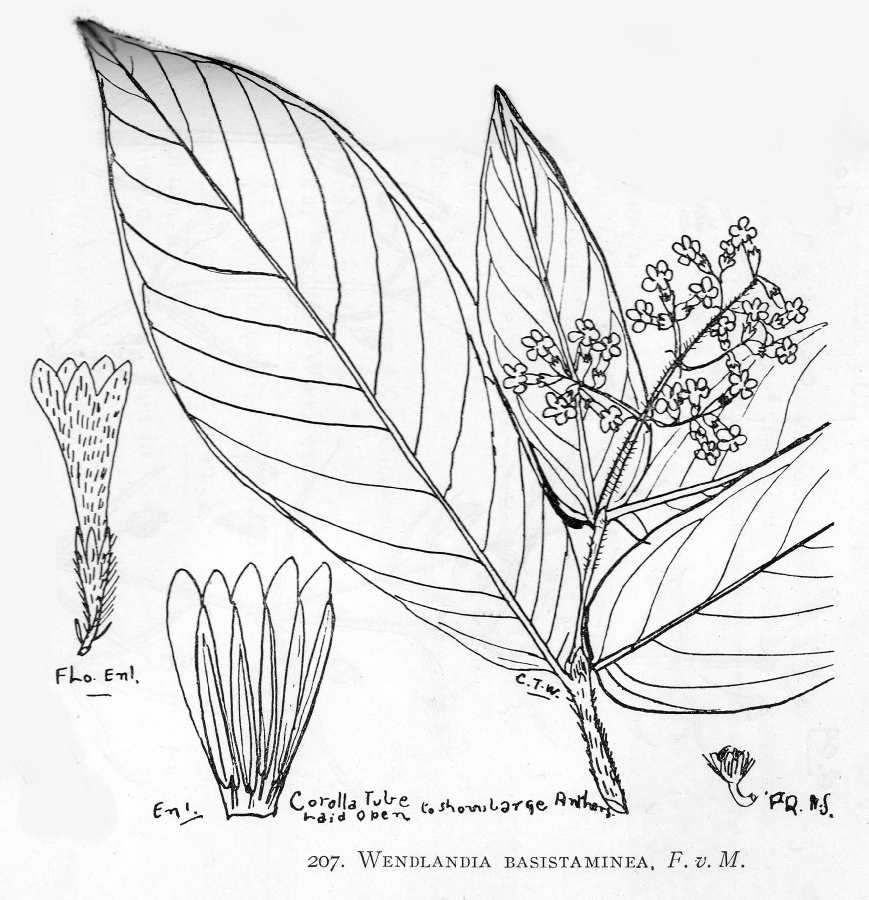 Rubiaceae Wendlandia basistaminea