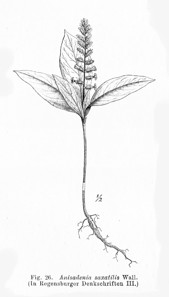 Linaceae Anisadenia saxatilis