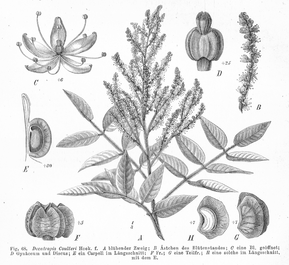 Rutaceae Decatropis coulteri