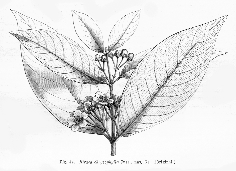 Malpighiaceae Hiraea chrysophylla