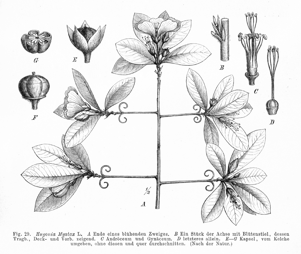 Linaceae Hugonia mystax