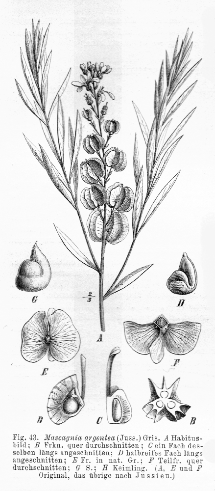 Malpighiaceae Mascagnia argentea