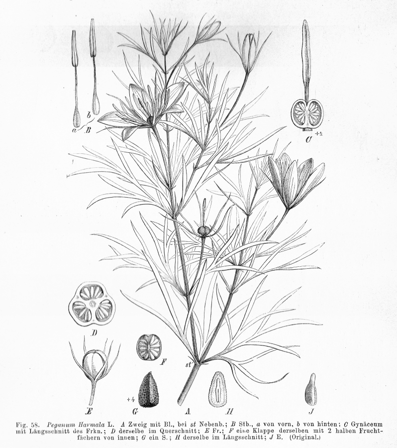 Nitrariaceae Peganum harmala