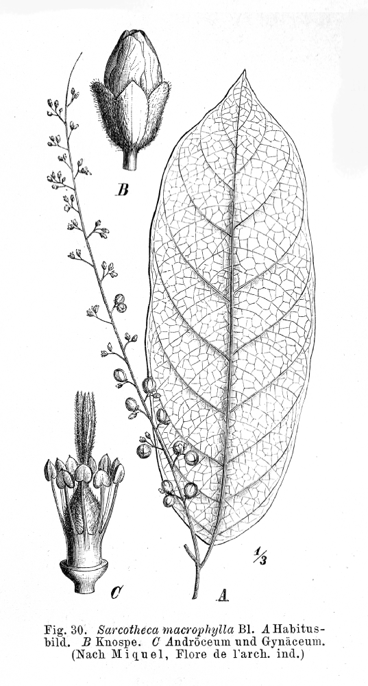 Oxalidaceae Sarcotheca macrophylla