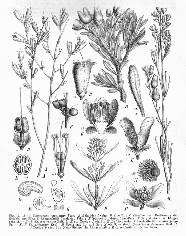 Rutaceae Cneoridium dumosum