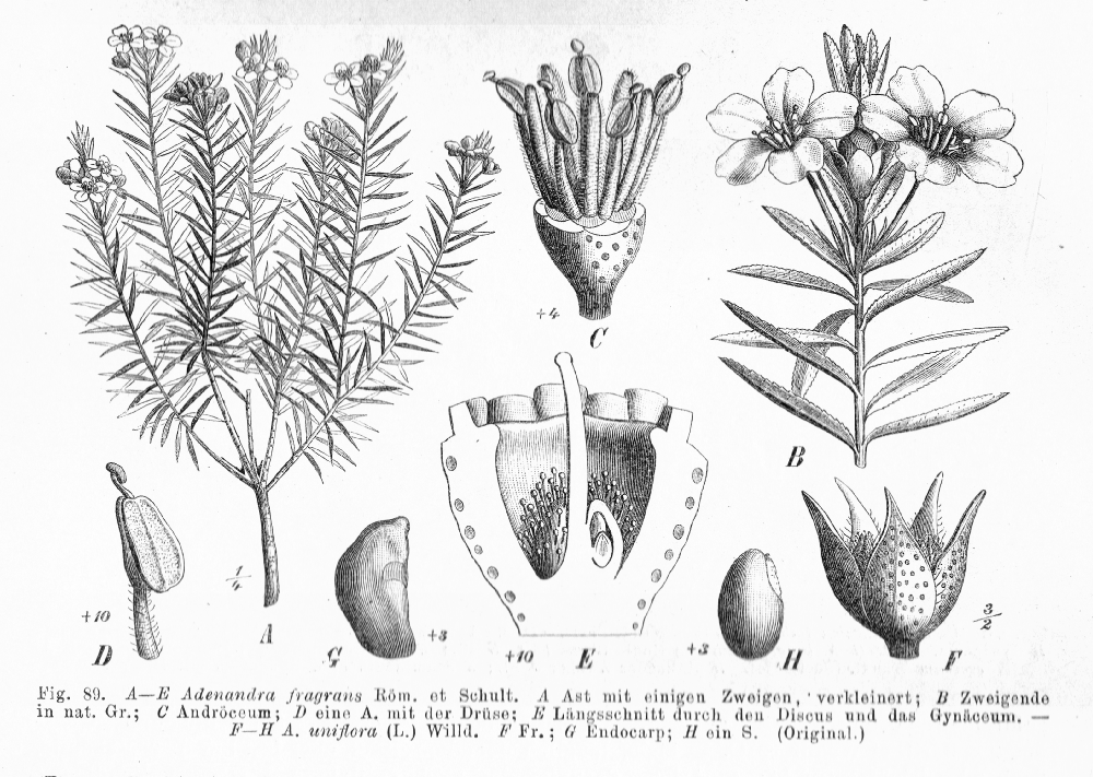 Rutaceae Adenandra uniflora