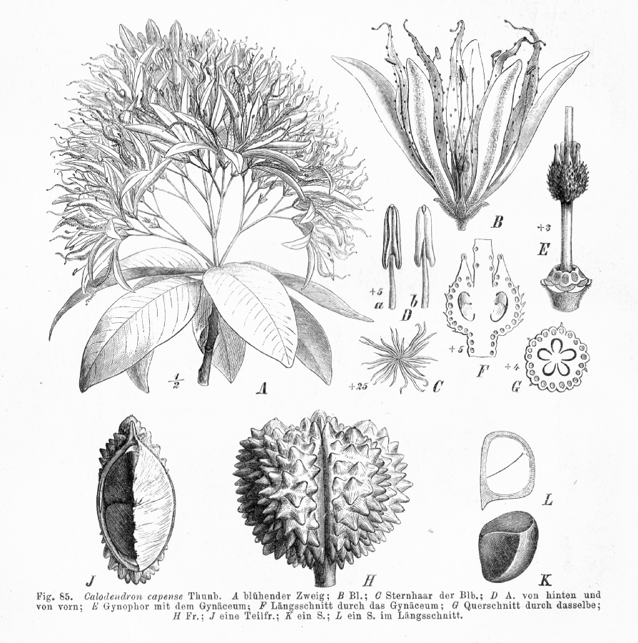 Rutaceae Calodendrum capense