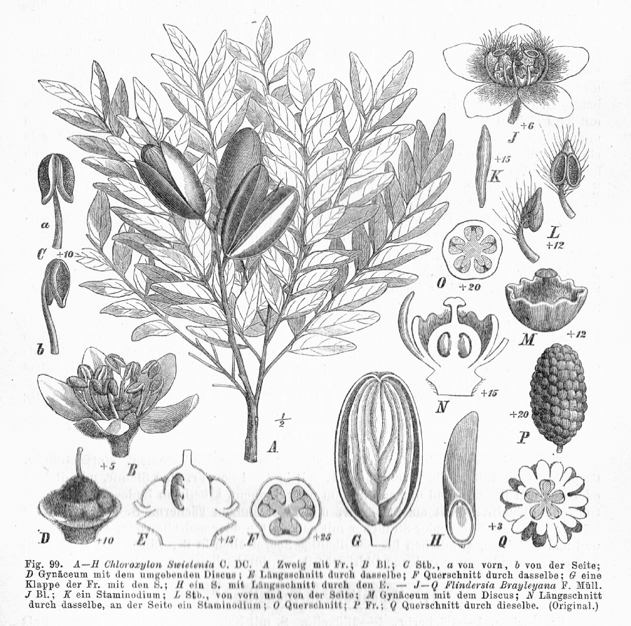 Rutaceae Flindersia brayleyana