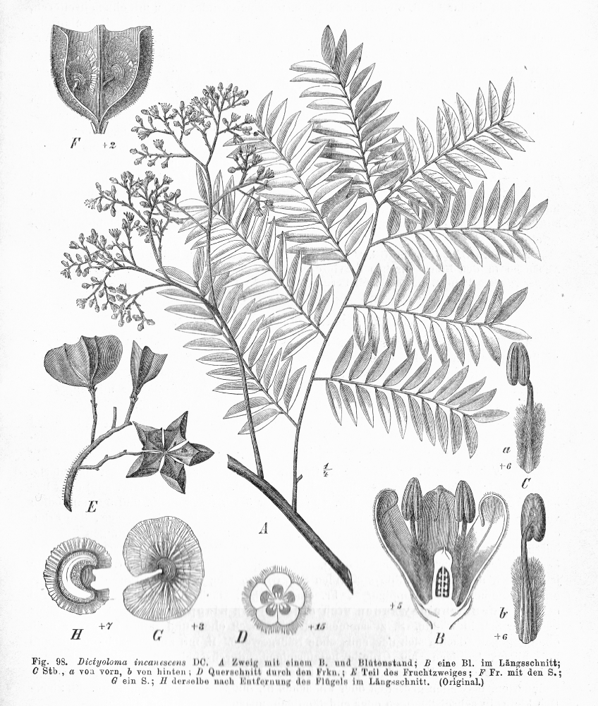 Rutaceae Dictyoloma incanescens