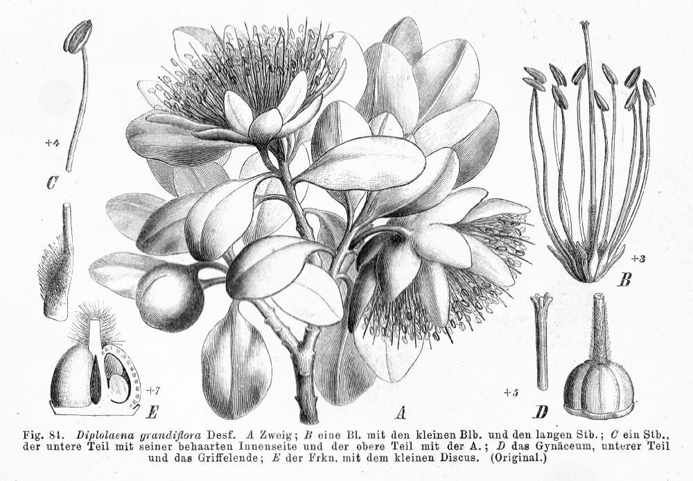 Rutaceae Diplolaena grandiflora