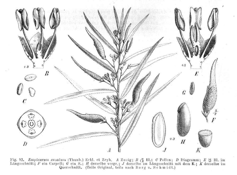 Rutaceae Empleurum ensatum