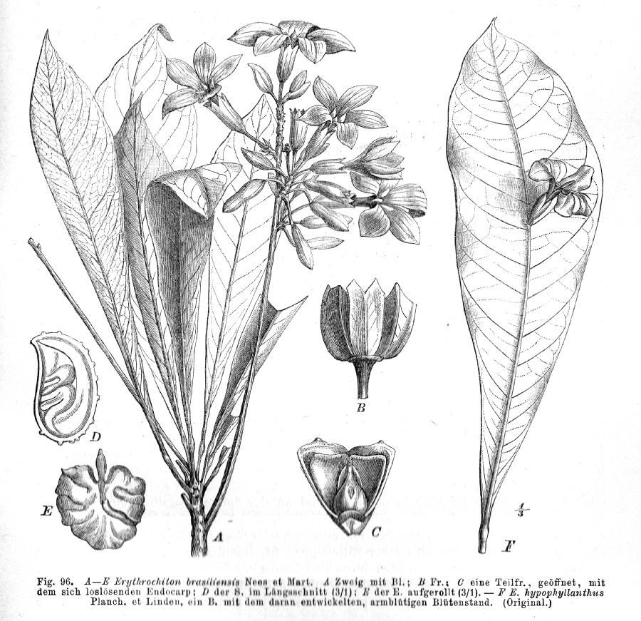 Rutaceae Erythrochiton hypophyllanthus