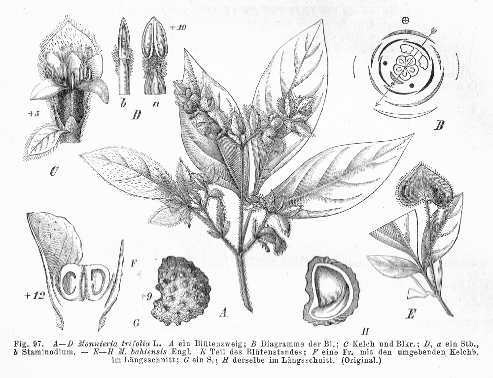 Rutaceae Monnieria bahiensis