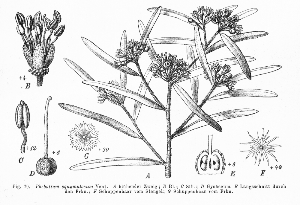 Rutaceae Phebalium squamulosum