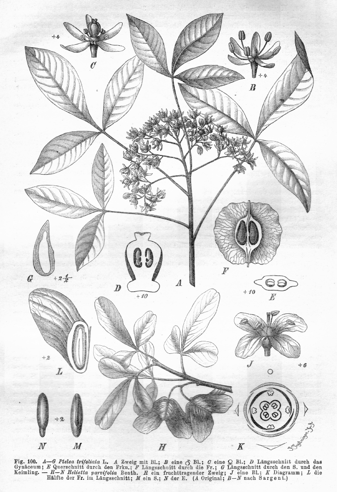 Rutaceae Helietta parvifolia
