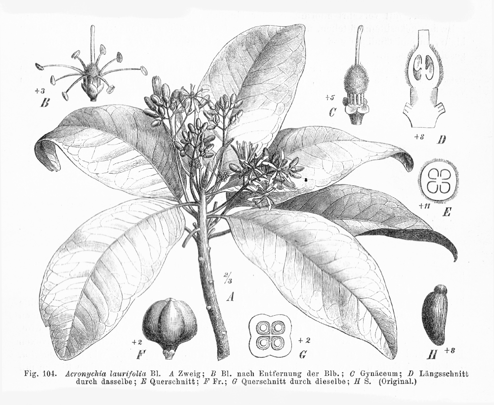 Rutaceae Acronychia laurifolia
