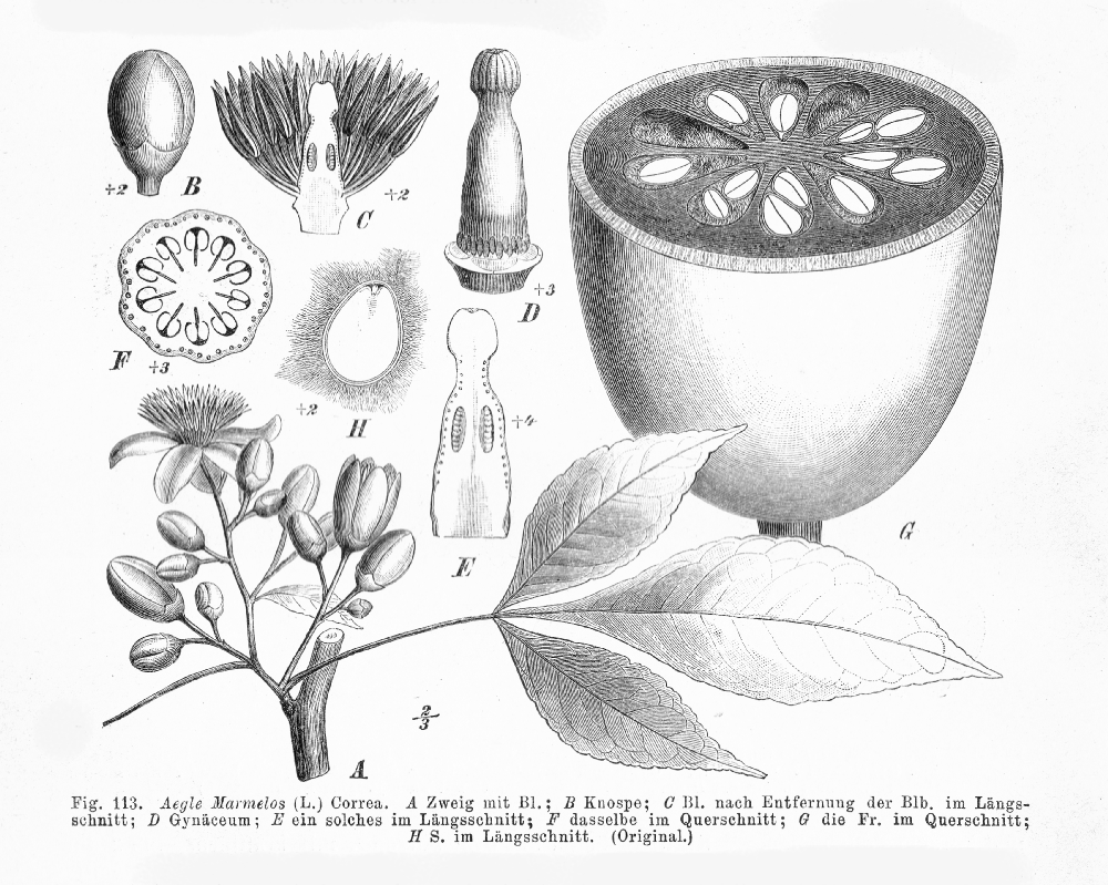 Rutaceae Aegle marmelos