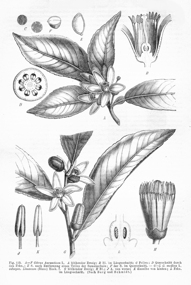 Rutaceae Citrus medica