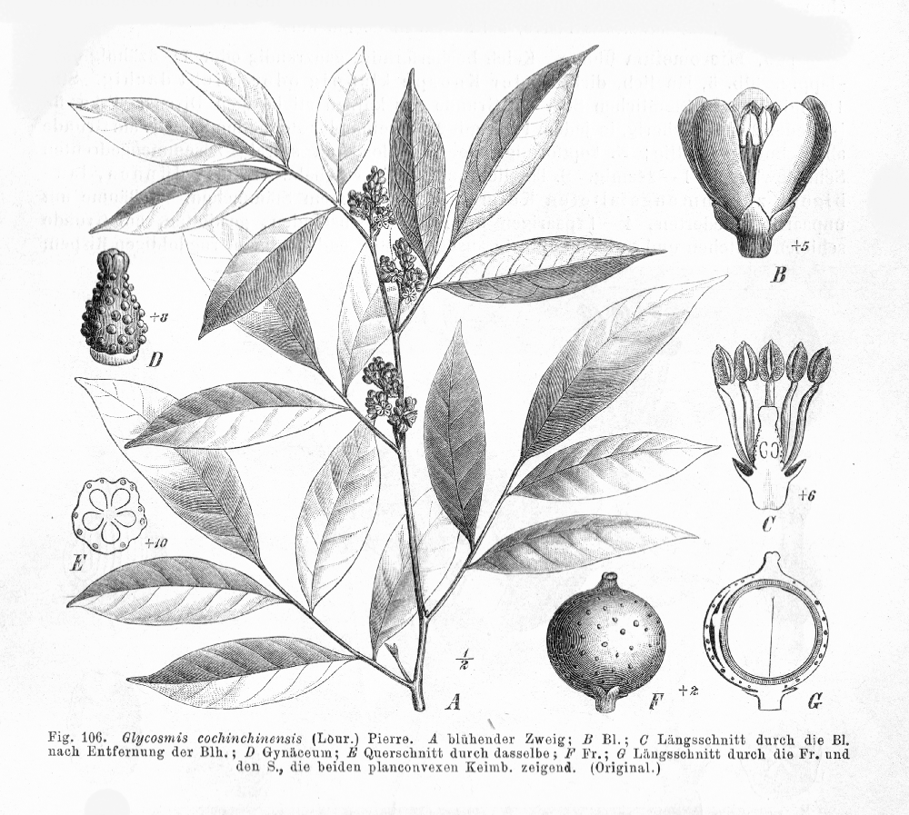 Rutaceae Glycosmis cochinchinensis