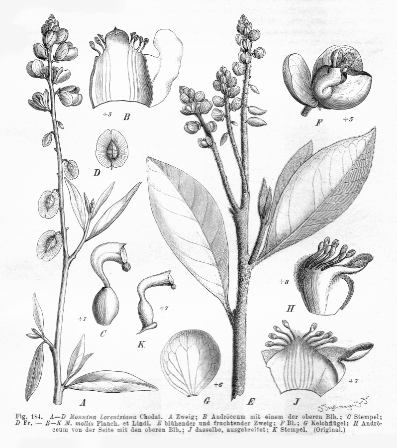 Polygalaceae Monnina mollis