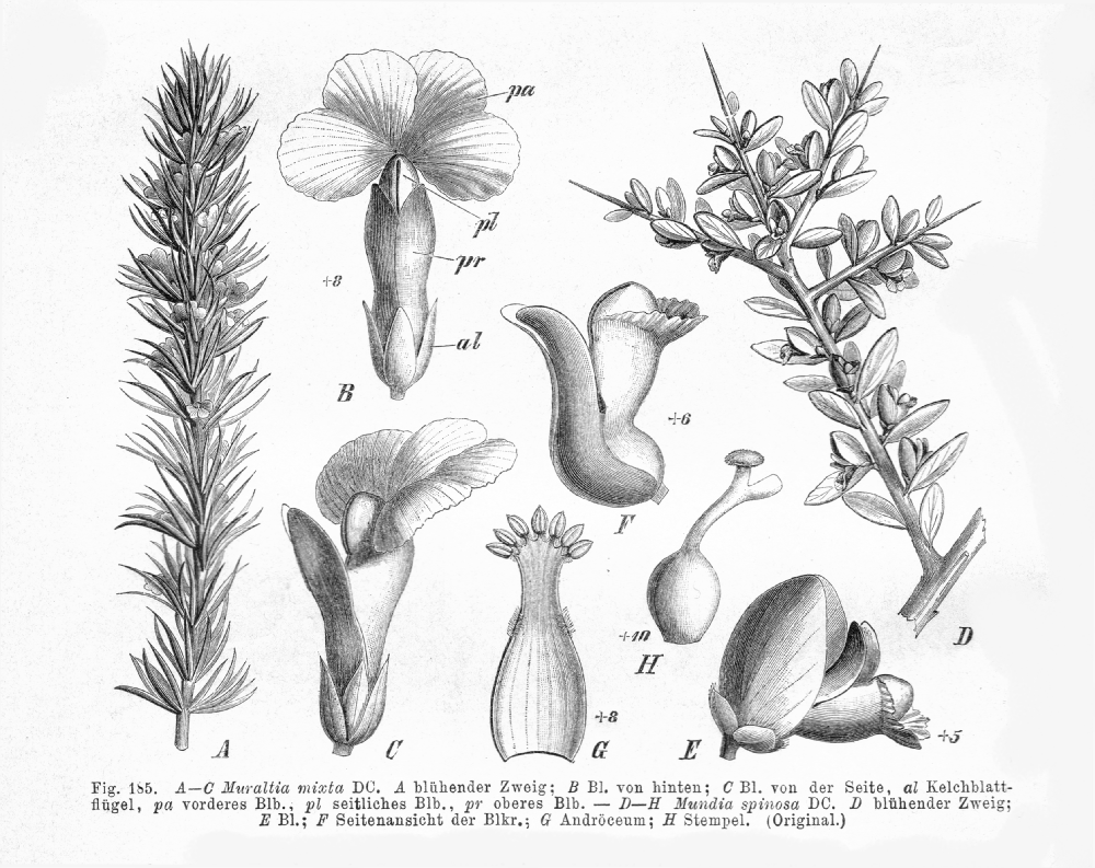 Polygalaceae Mundia spinosa
