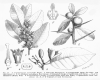 image of Atalantia monophylla