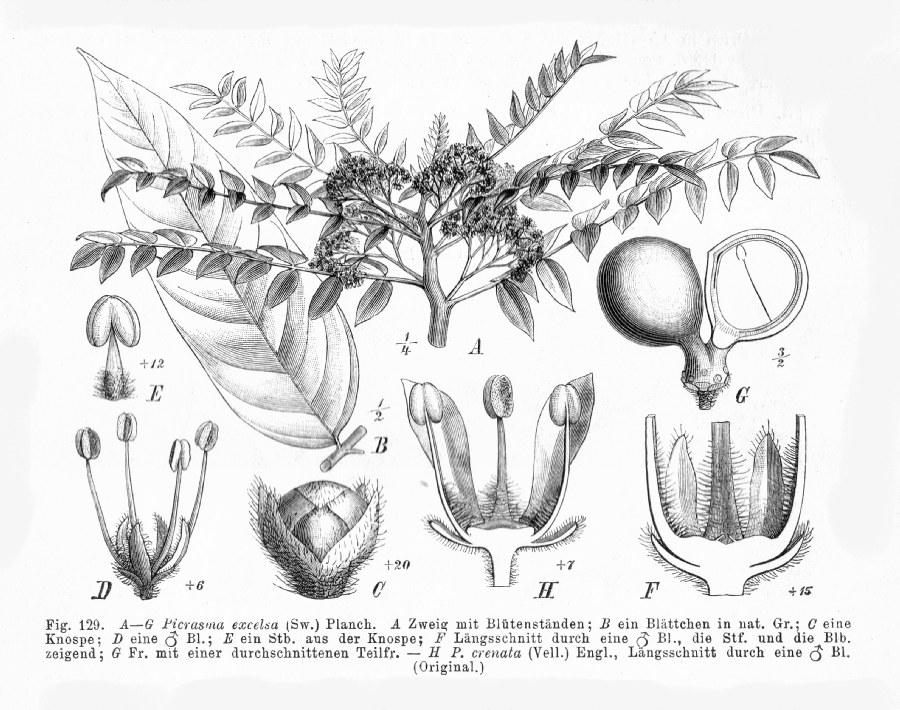 Simaroubaceae Picrasma excelsa