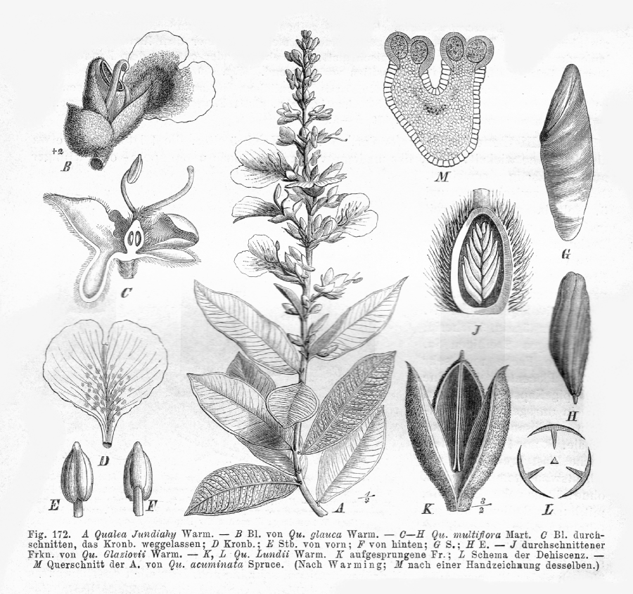 Vochysiaceae Qualea jundiahy