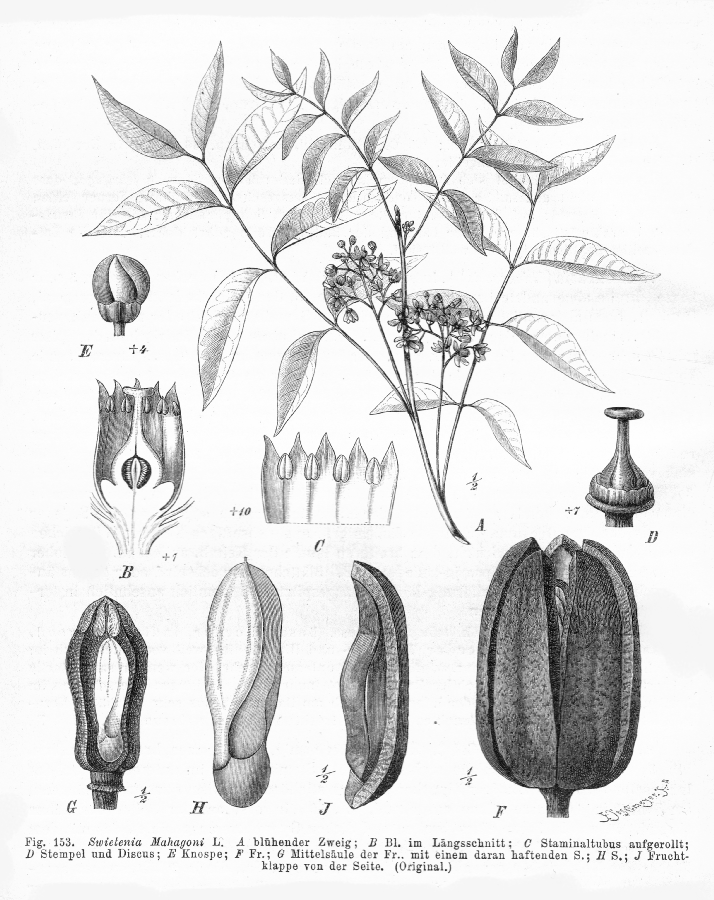 Meliaceae Swietenia mahagoni