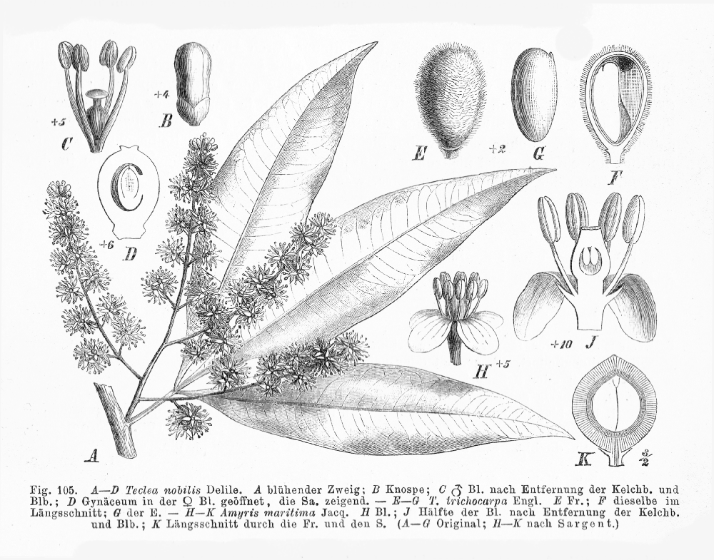 Rutaceae Teclea nobilis