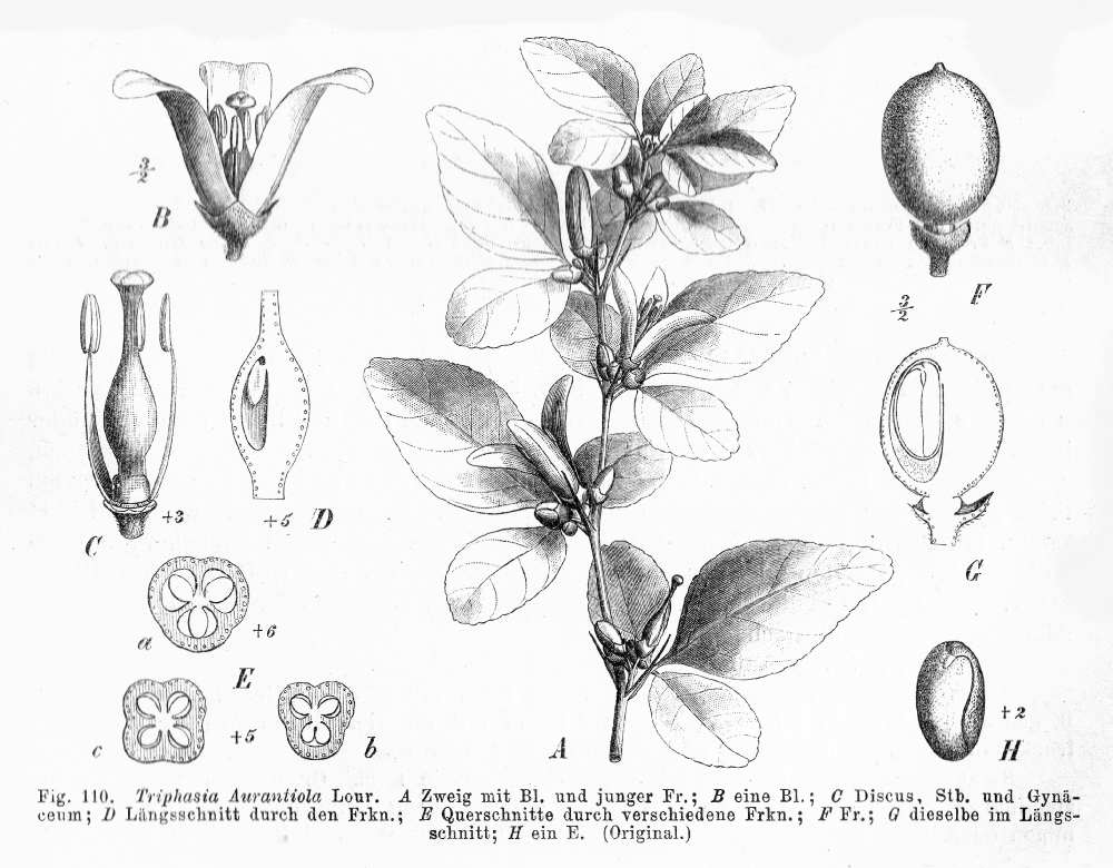Rutaceae Triphasia aurantiola