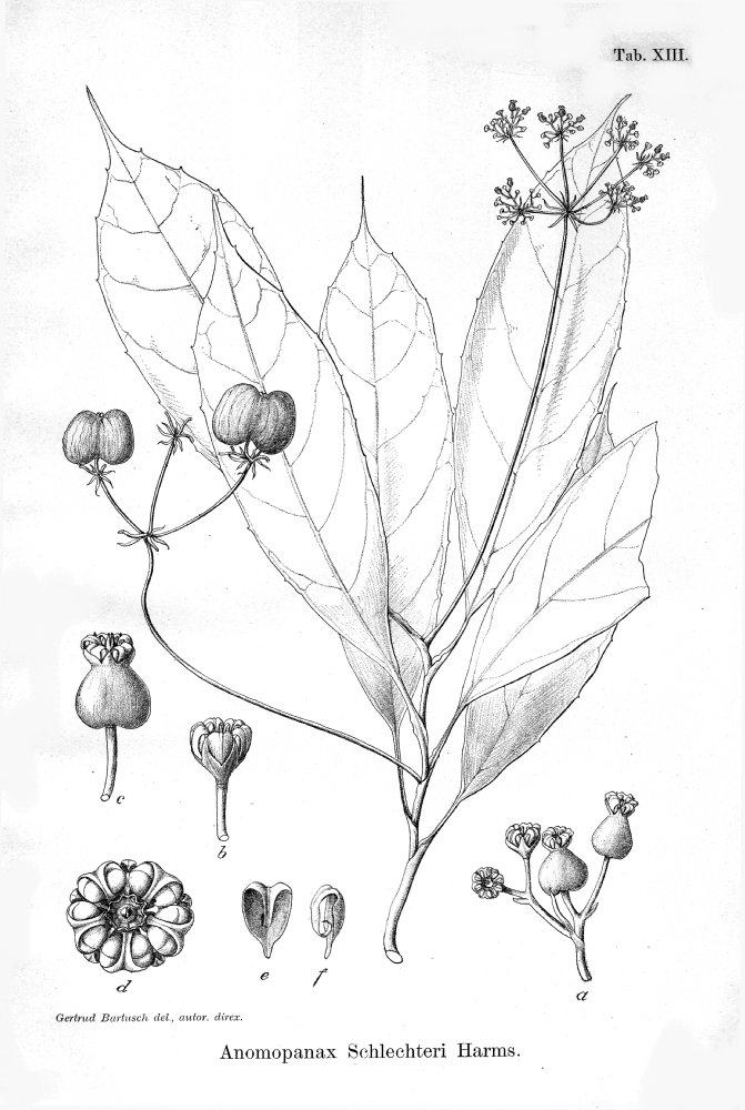 Araliaceae Anomopanax schlechteri
