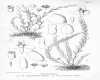 image of Chitonanthera angustifolia