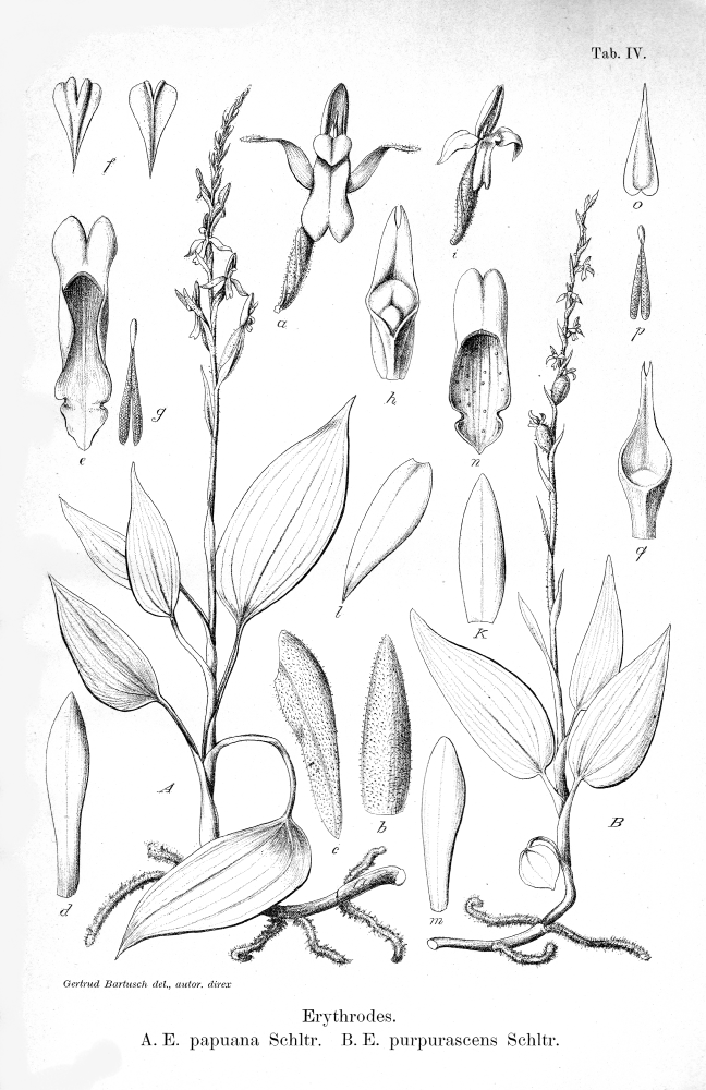 Orchidaceae Erythrodes purpurascens