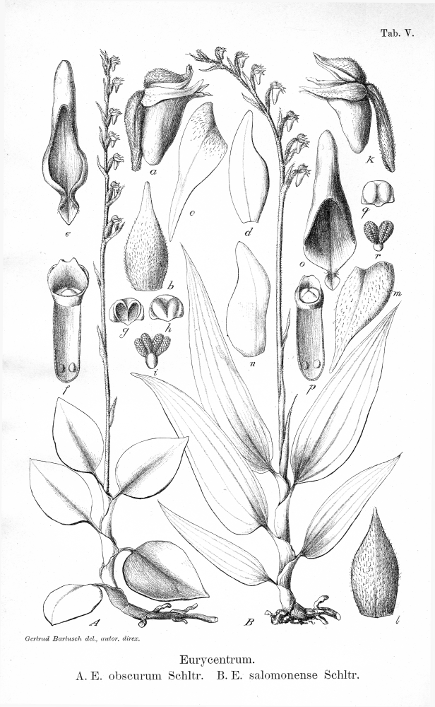 Orchidaceae Eurycentrum salomonense