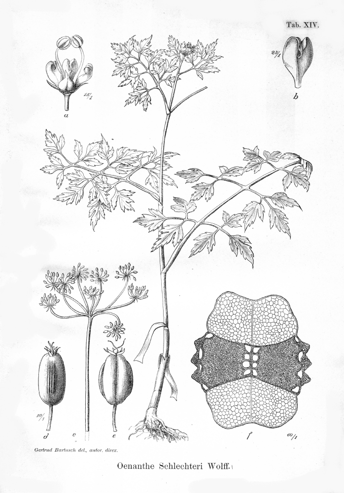 Apiaceae Oenanthe schlechteri