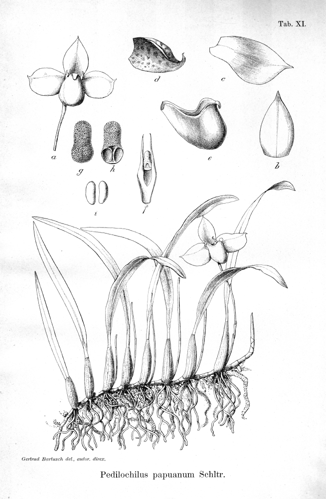 Orchidaceae Pedilochilus papuanum