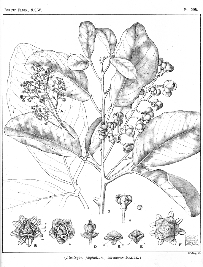 Sapindaceae Alectryon coriaceus