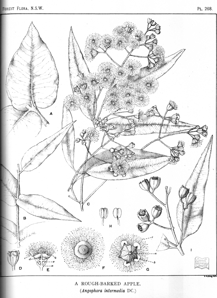 Myrtaceae Angophora intermedia