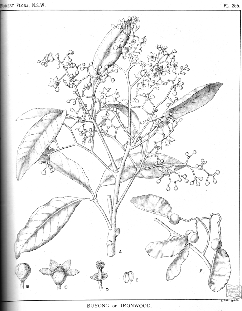 Sterculiaceae Argyrodendron trifoliolatum