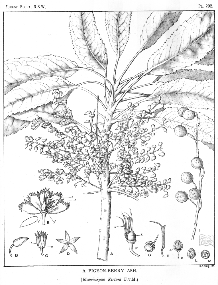 Elaeocarpaceae Elaeocarpus kirtoni