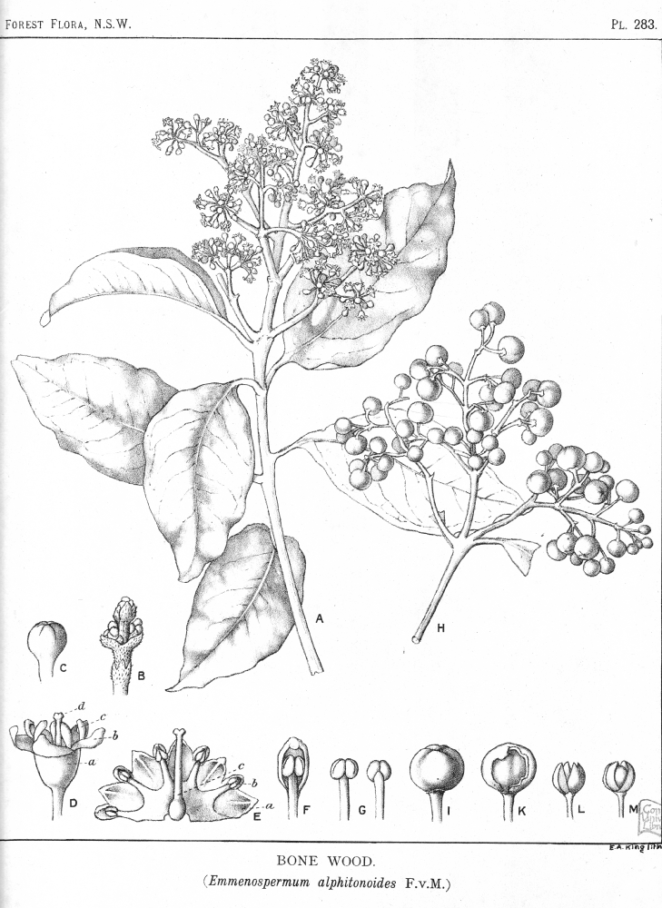 Rhamnaceae Emmenosperma alphitonoides