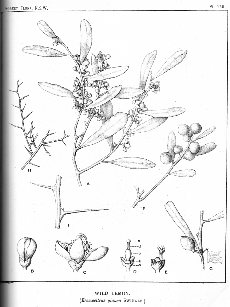 Rutaceae Eremocitrus glauca