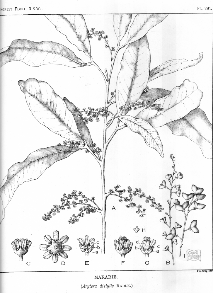 Sapindaceae Arytera distylis