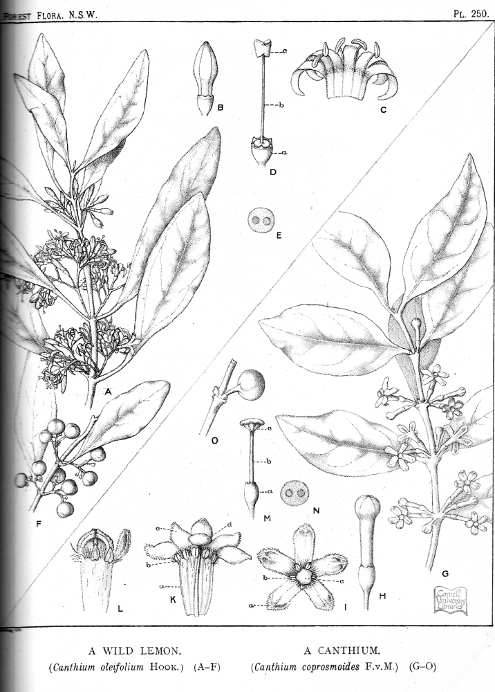 Rubiaceae Canthium coprosmoides